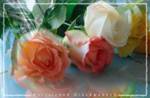 Glückwunschkarte »Verrückte Rosen«, 168x110 mm