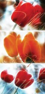Glückwunschkarte »Leuchtende Tulpen«, 100x205 mm
