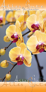Glückwunschkarte »Fotomotiv Orchidee«, 105x210 mm