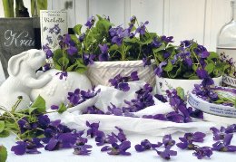 Bildkalender »Mein Kräutergarten«, 420x290 mm, Juli