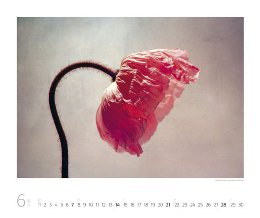 Bildkalender »Silent Moments«, 550x460 mm, JUni