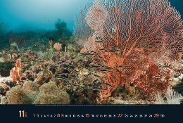 Bildkalender »Waterworld«, 580x390 mm, November