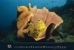 Bildkalender »Waterworld«, 580x390 mm, Dezember