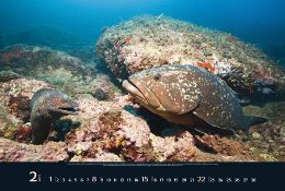 Bildkalender »Waterworld«, 580x390 mm, Februar