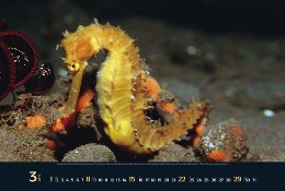 Bildkalender »Waterworld«, 550x460 mm, März