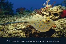 Bildkalender »Waterworld«, 580x390 mm, April