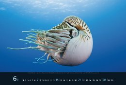 Bildkalender »Waterworld«, 580x390 mm, Juni