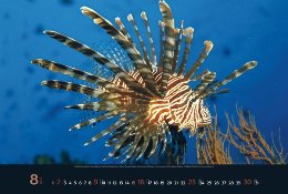 Bildkalender »Waterworld«, 580x390 mm, August