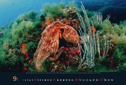 Bildkalender »Waterworld«, 580x390 mm, September