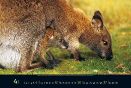 Bildkalender »Australia«, 580x390 mm, April