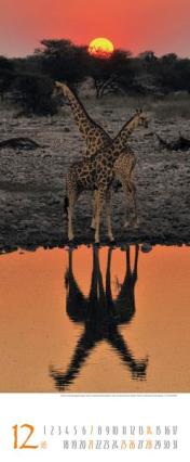 Bildkalender &raquo;Africa&laquo;, 285x690 mm, Dezember