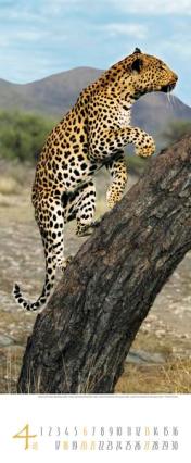 Bildkalender &raquo;Africa&laquo;, 285x690 mm, April