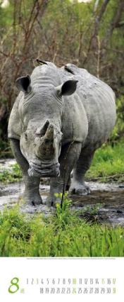 Bildkalender &raquo;Africa&laquo;, 285x690 mm, August