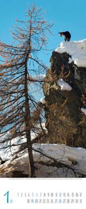 Bildkalender &raquo;Ruf der Wildnis&laquo;, 285x690 mm, Januar