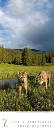 Bildkalender &raquo;Ruf der Wildnis&laquo;, 285x690 mm, Juli