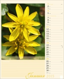 Bildkalender »Blütenzauber«, 245x345 mm, Januar
