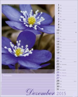 Bildkalender »Blütenzauber«, 245x345 mm, Dezember