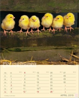 Bildkalender »Formationen«, 245x345 mm, April