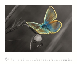 Bildkalender »Art of Nature«, 420x300 mm, Juni